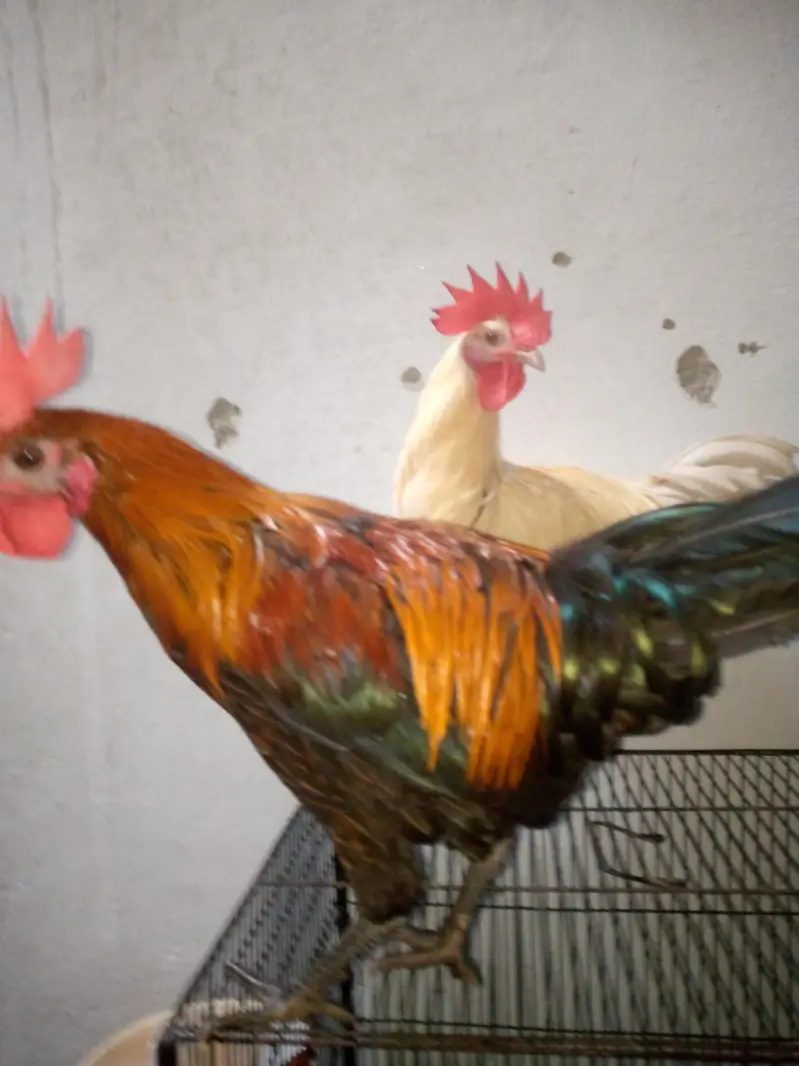 2 Healthy aur active 4 months old murghay for sale with pinjra — photo 3
