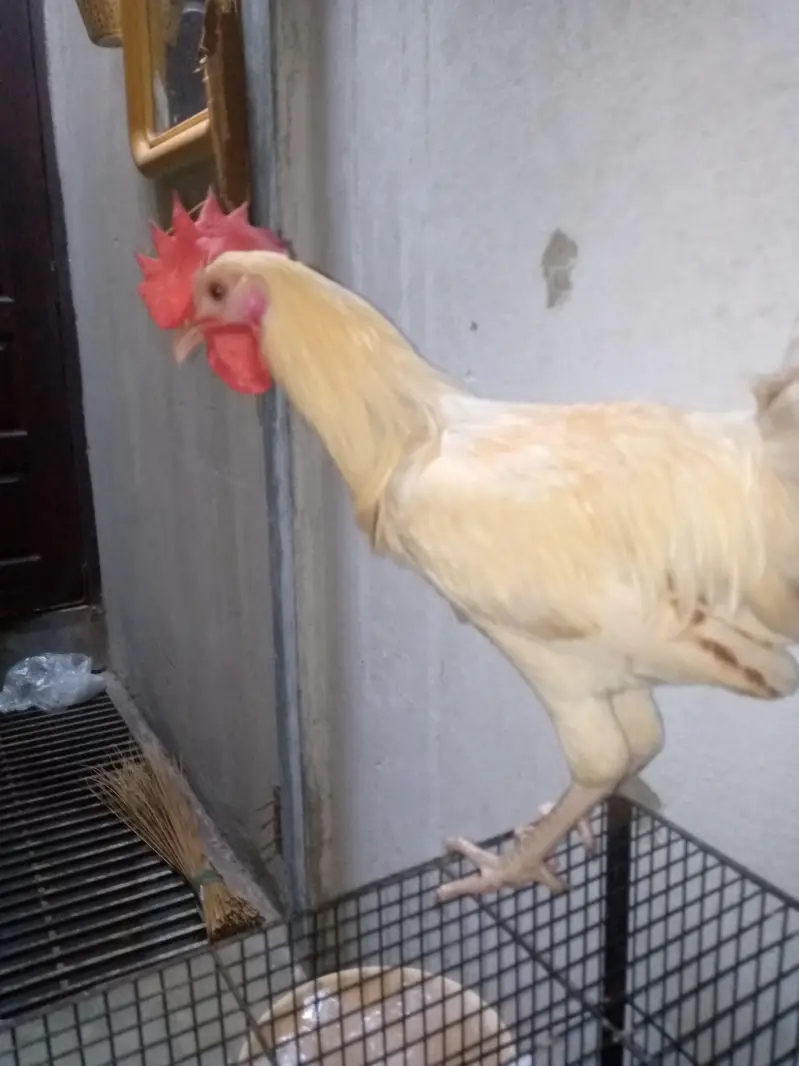 2 Healthy aur active 4 months old murghay for sale with pinjra — photo 4