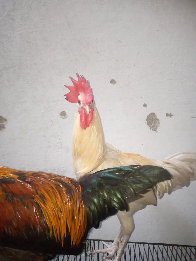 2 Healthy aur active 4 months old murghay for sale with pinjra — photo 5