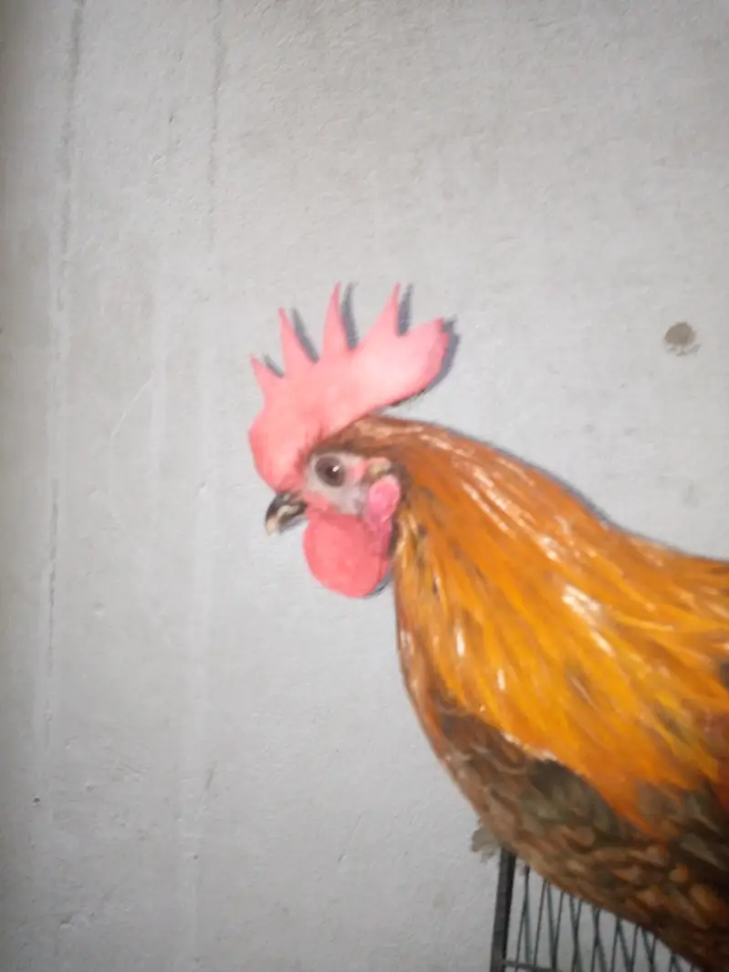 2 Healthy aur active 4 months old murghay for sale with pinjra — photo 6