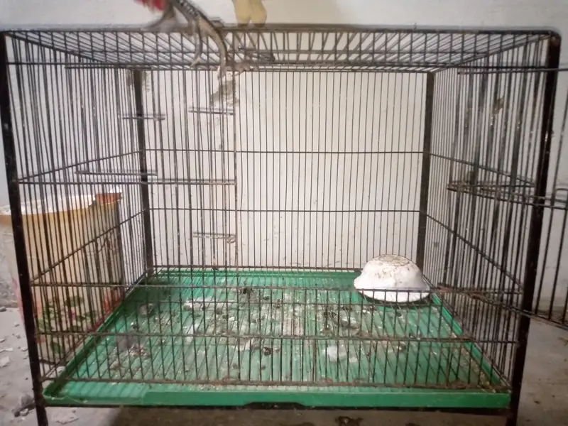 2 Healthy aur active 4 months old murghay for sale with pinjra — photo 7