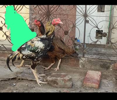 aseel pair for sale