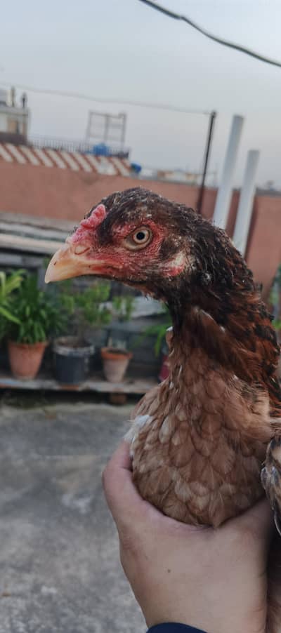 aseel lakhi madi home breed