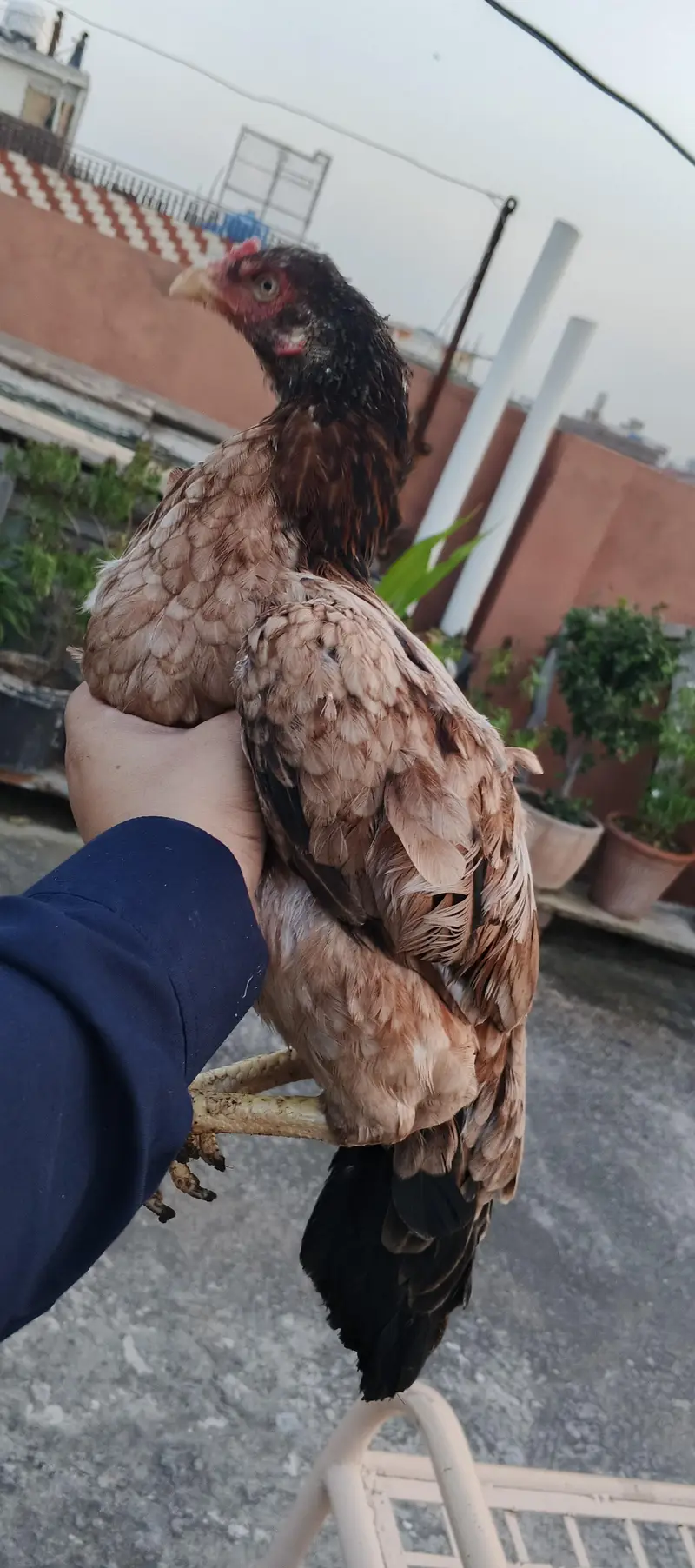aseel lakhi madi home breed — photo 2