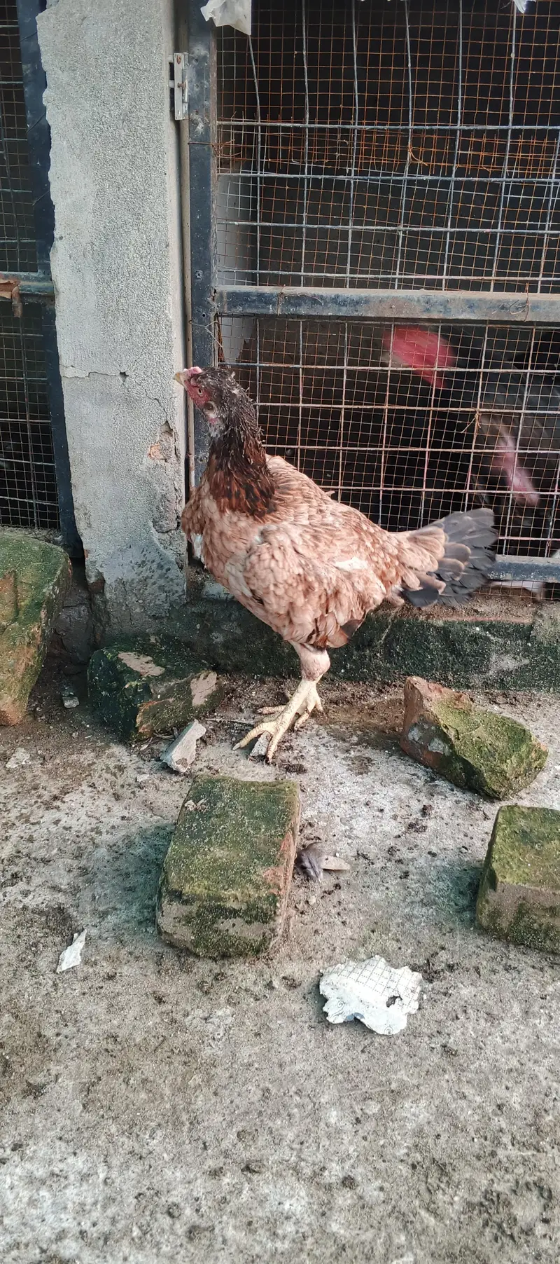 aseel lakhi madi home breed — photo 3