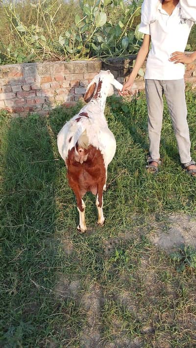 bakri for sale
