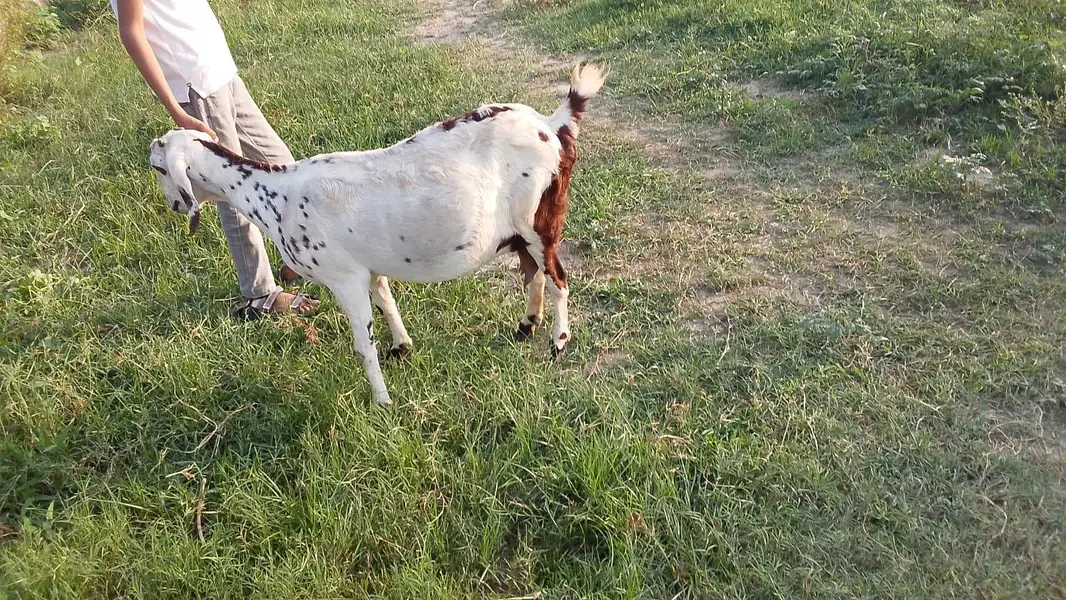 bakri for sale — photo 2