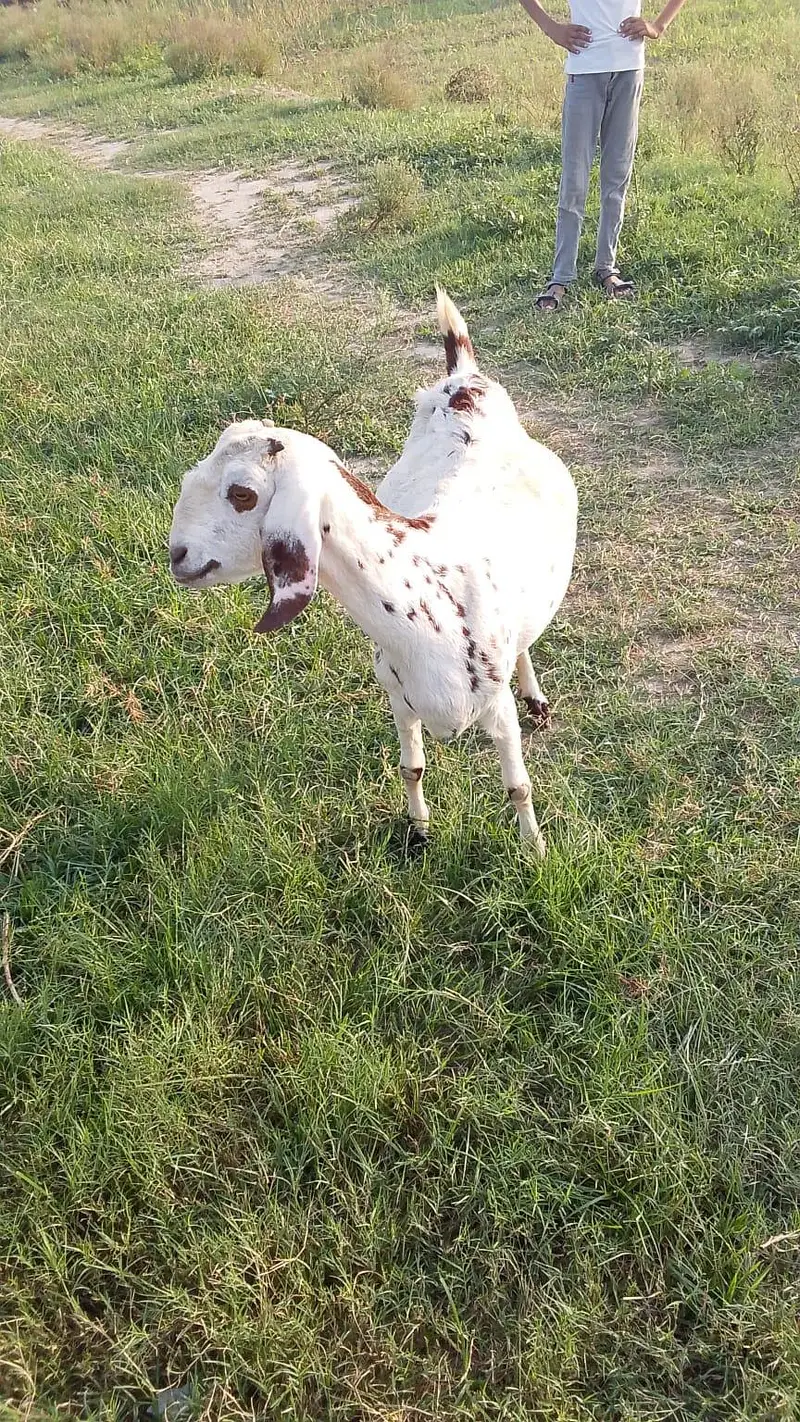 bakri for sale — photo 3