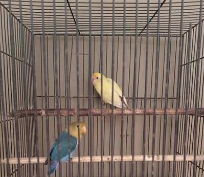 Lovebirds forsale