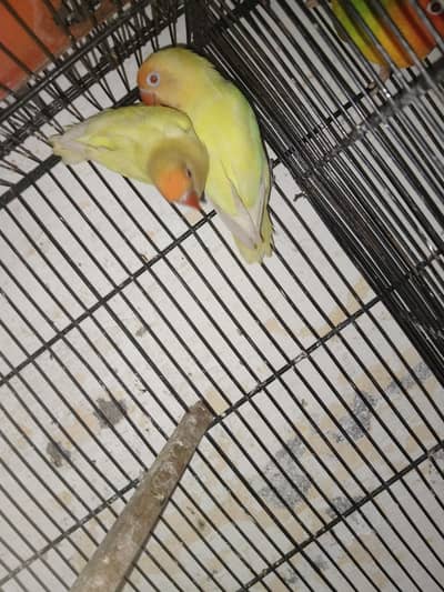 breeder pair for sale