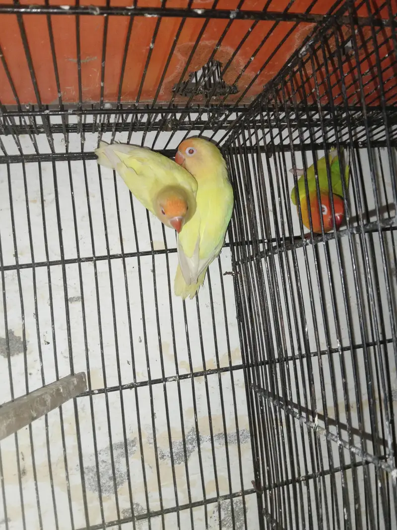 breeder pair for sale — photo 2
