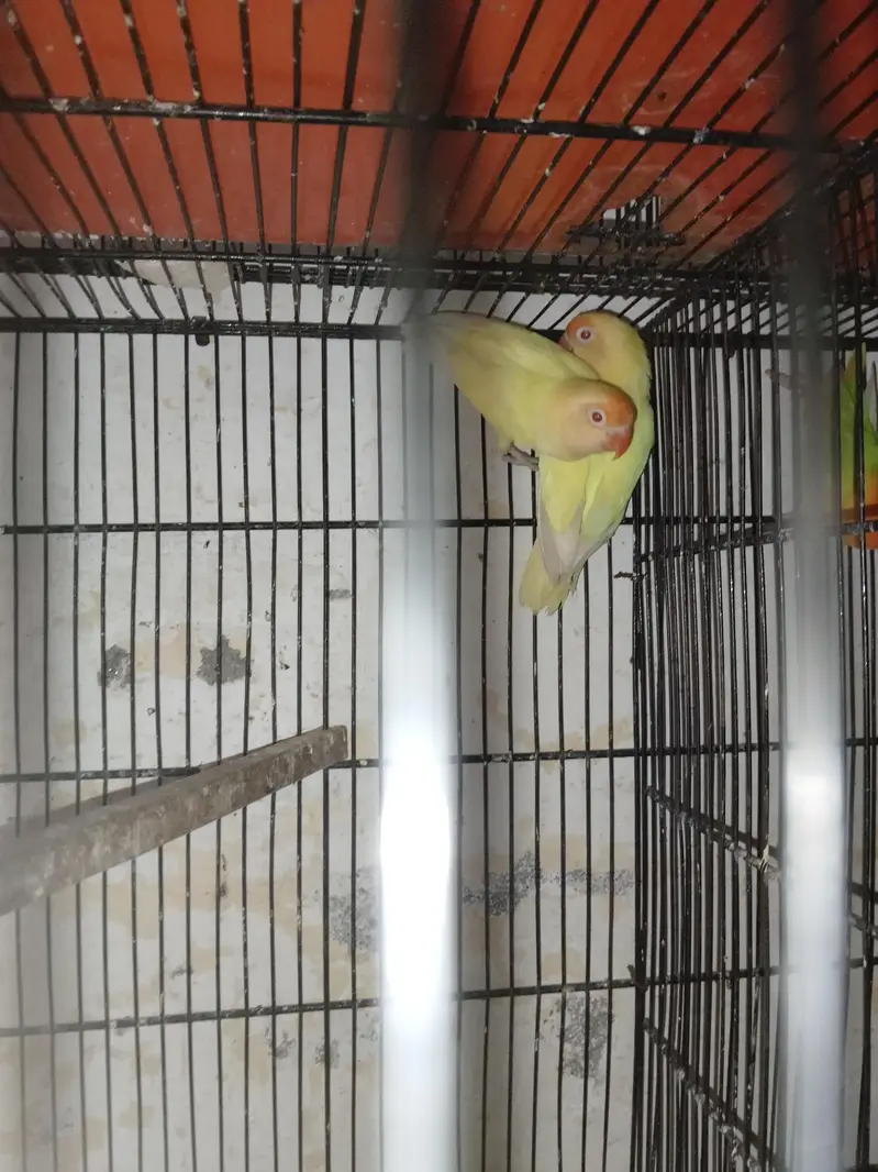 breeder pair for sale — photo 3
