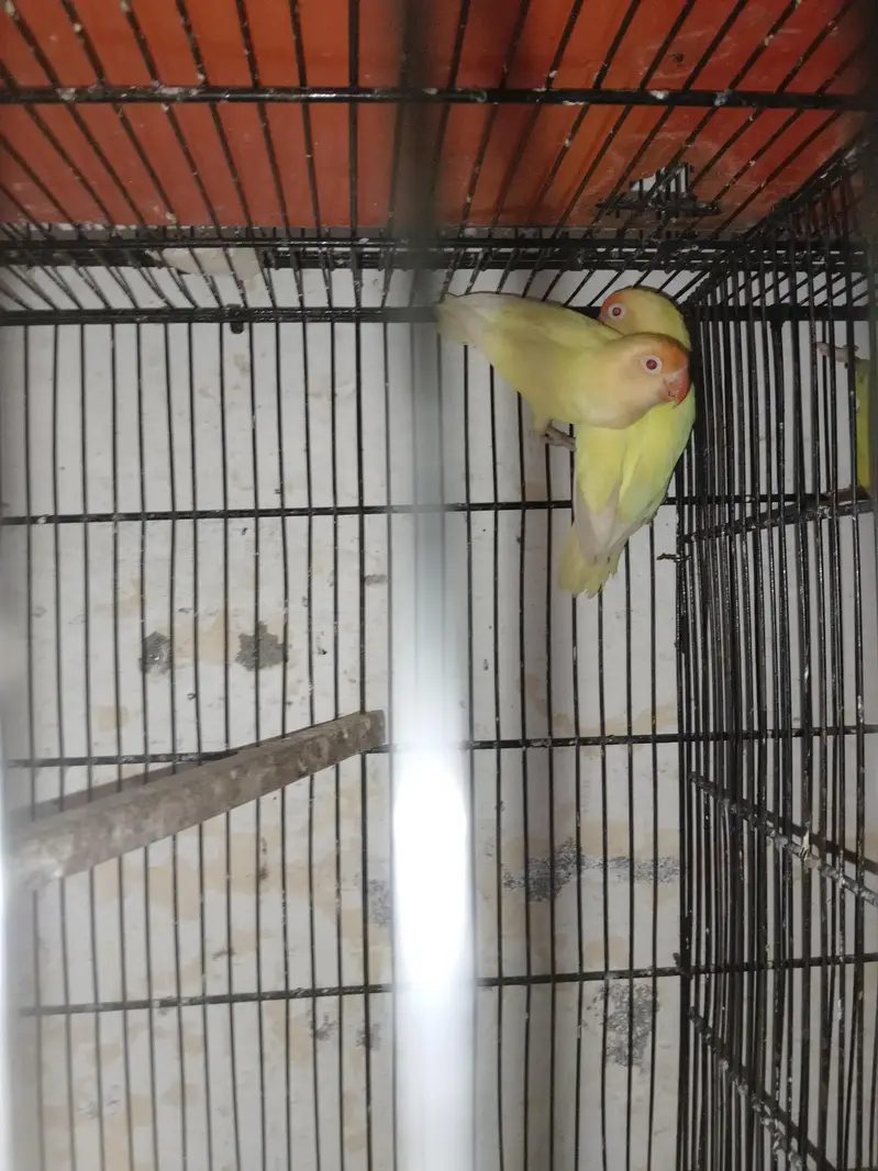 breeder pair for sale — photo 4