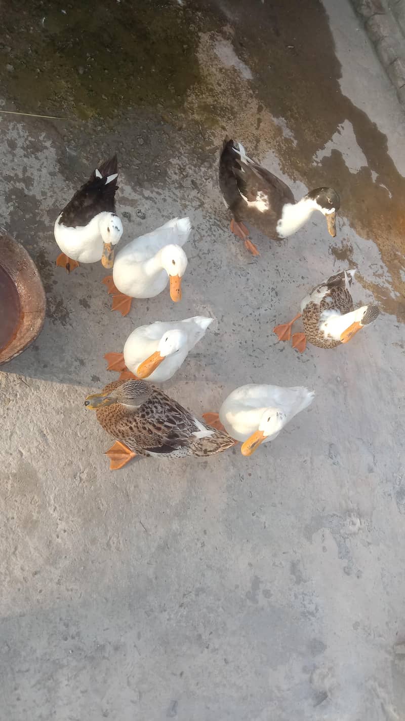 Ducks 0