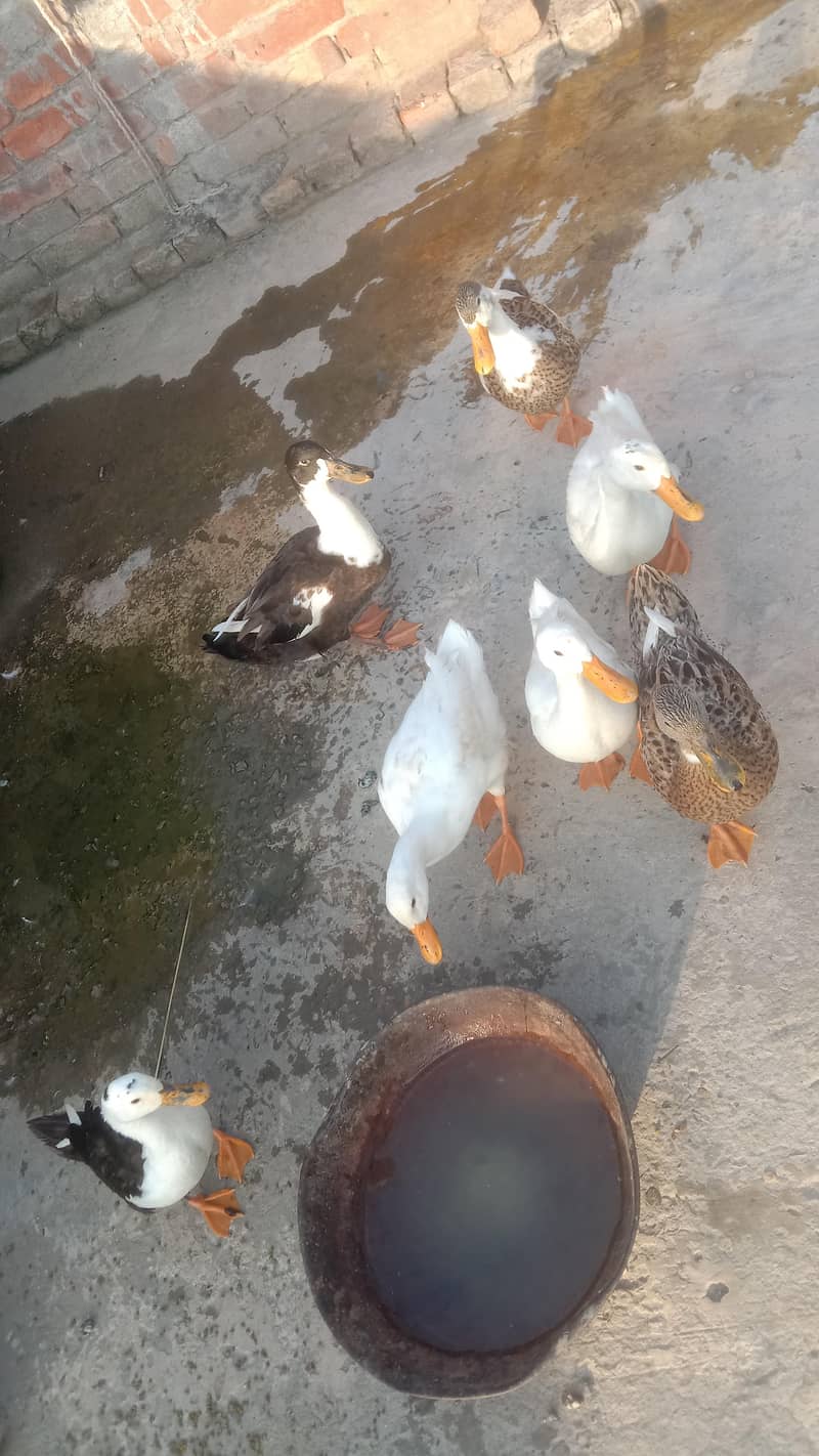 Ducks 1