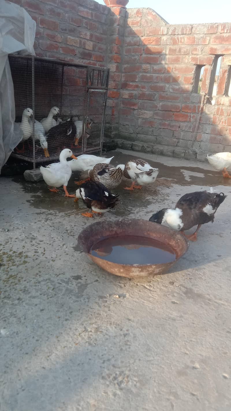 Ducks 2