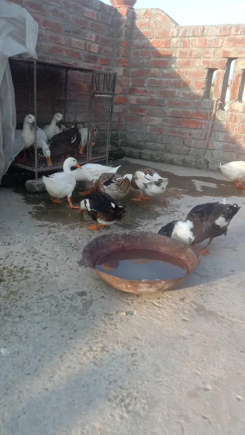 Ducks — photo 3