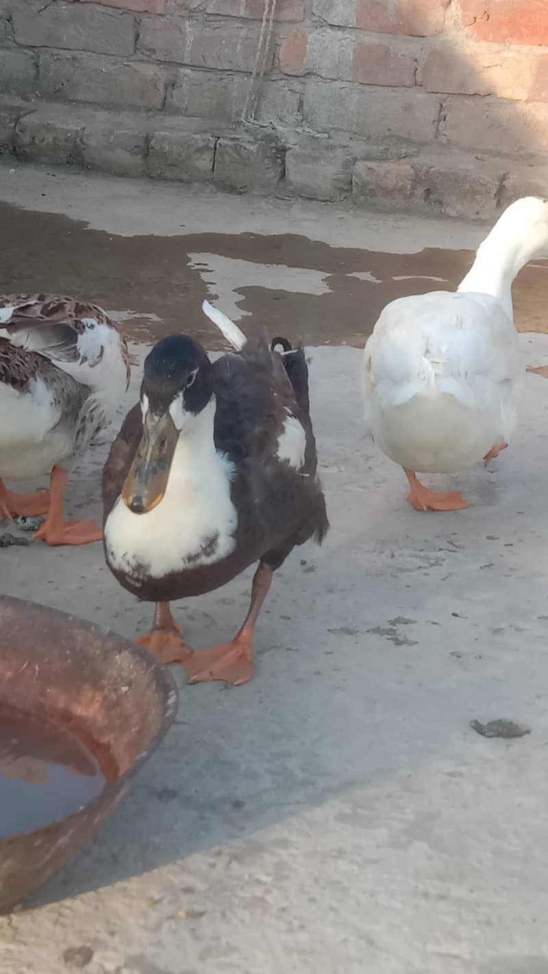 Ducks 3