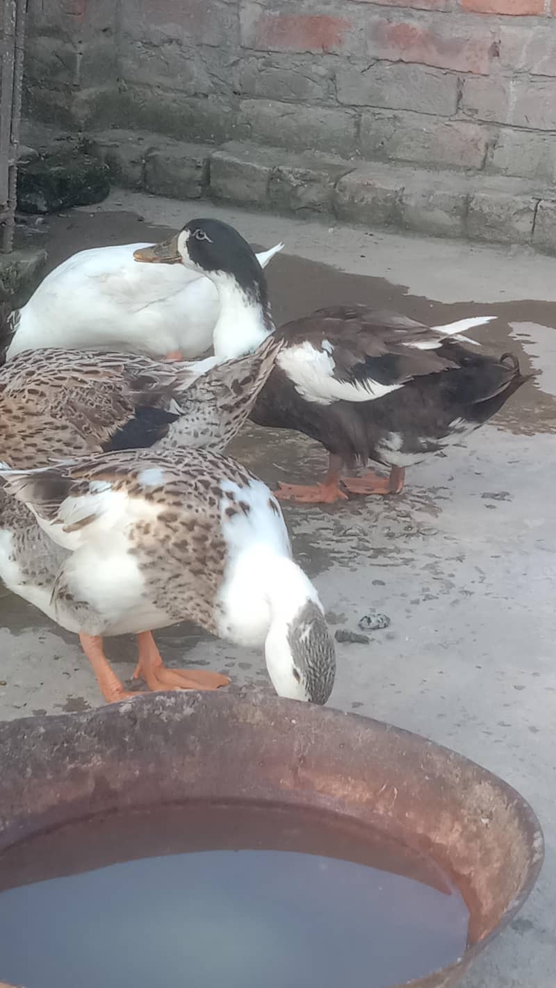 Ducks 4