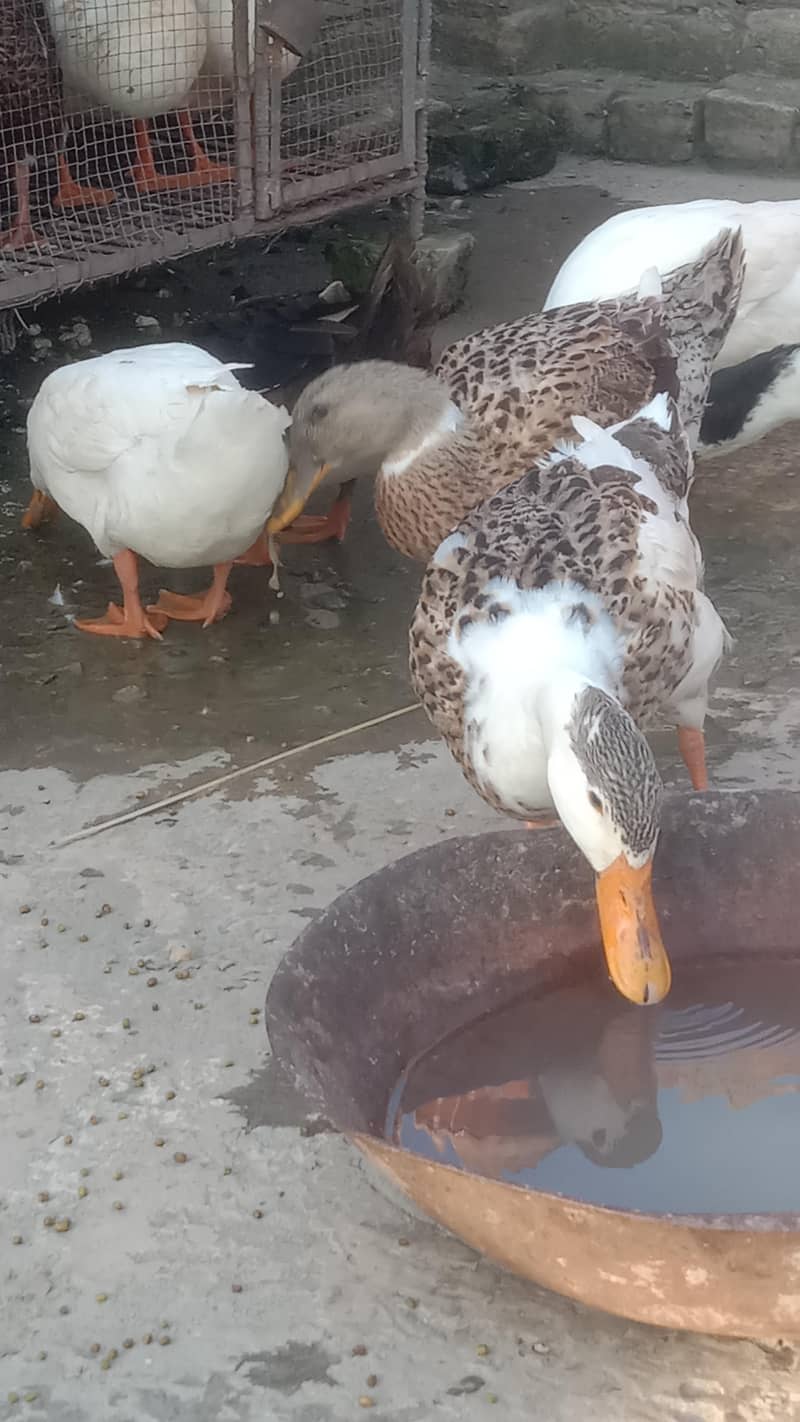 Ducks 5