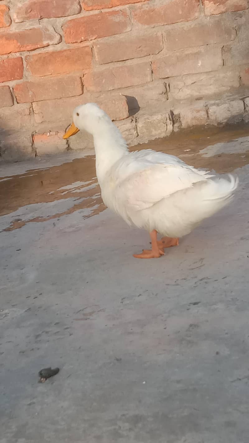 Ducks 6