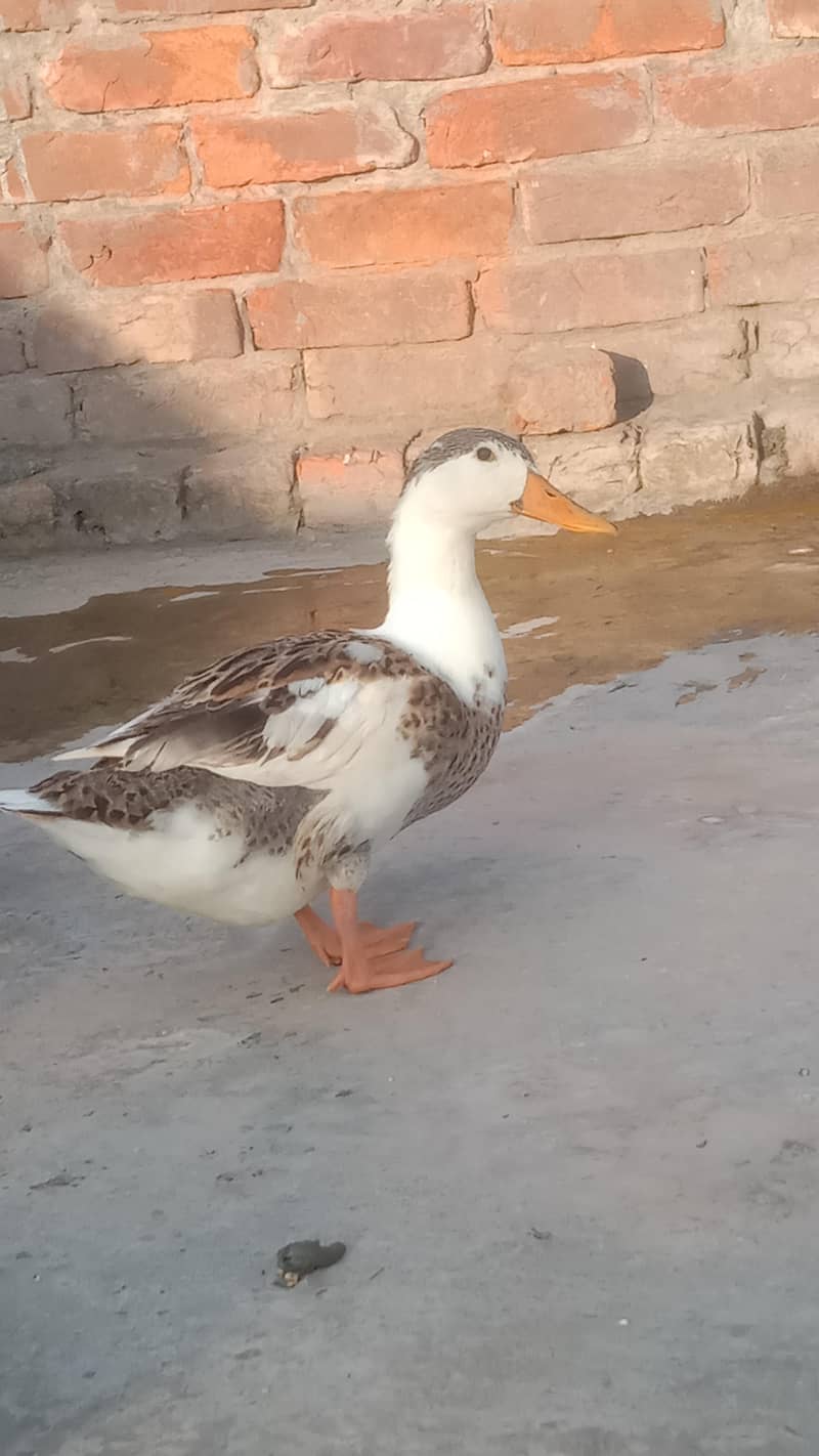 Ducks 7