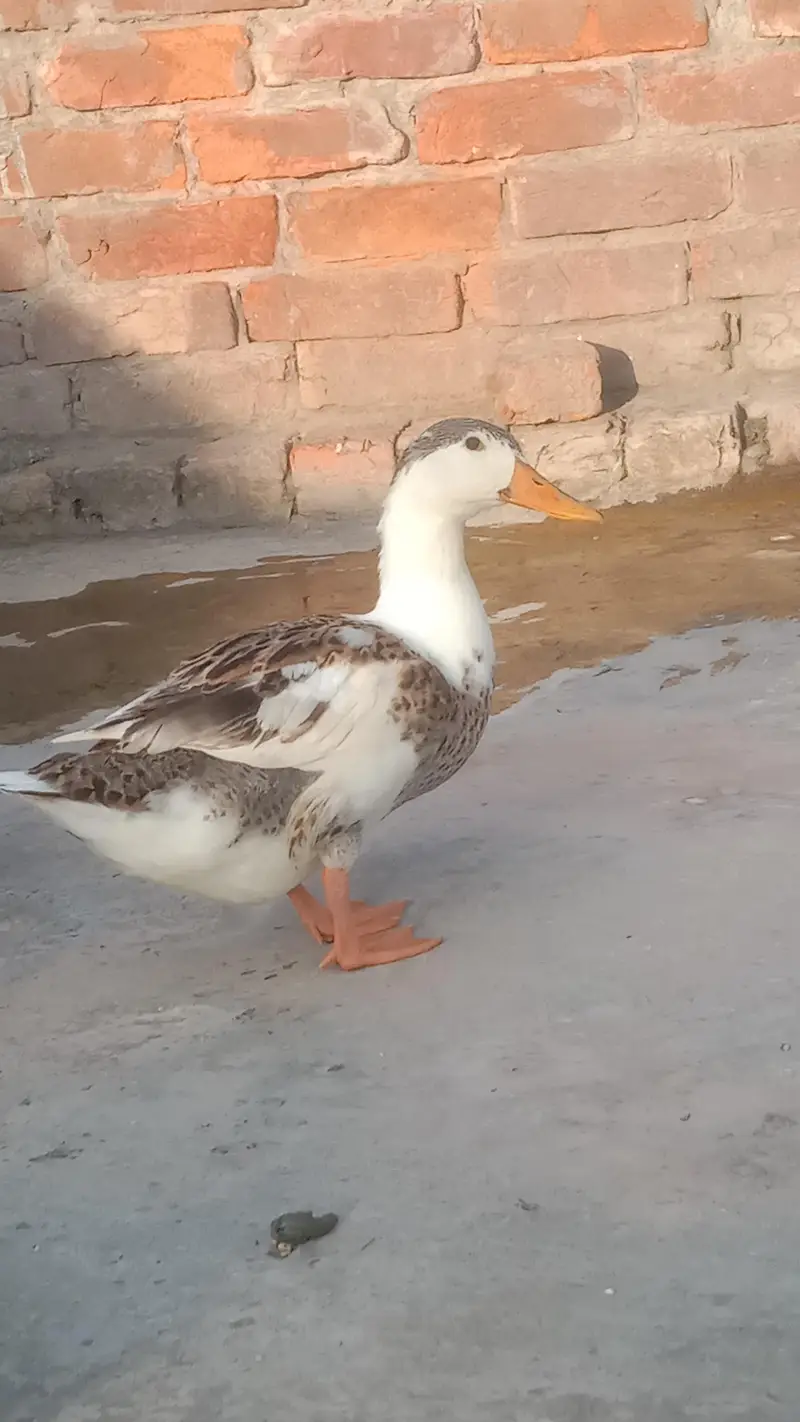Ducks — photo 8