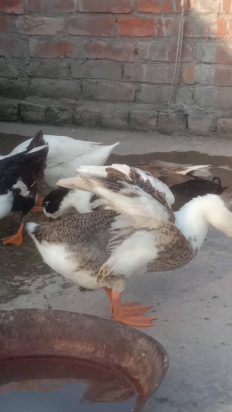Ducks 8