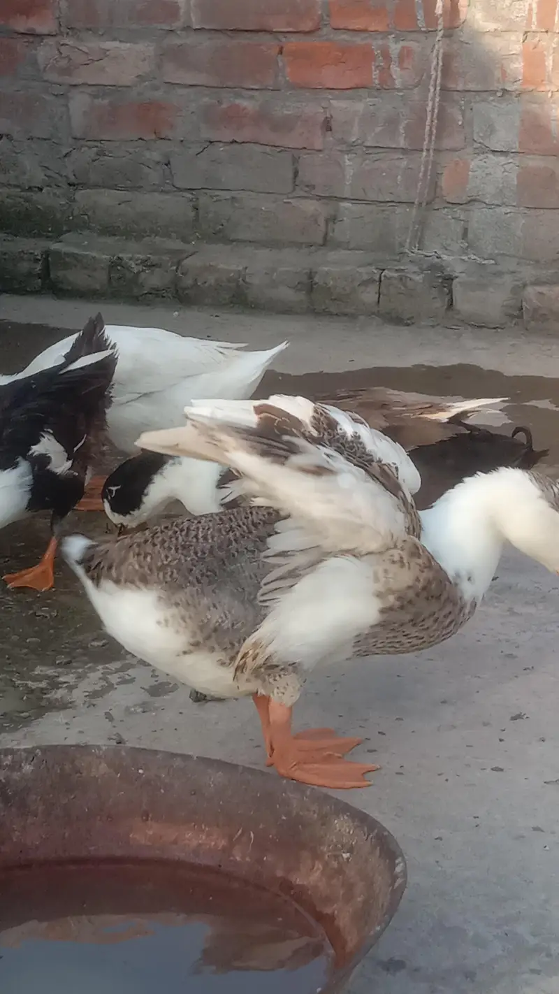 Ducks — photo 9