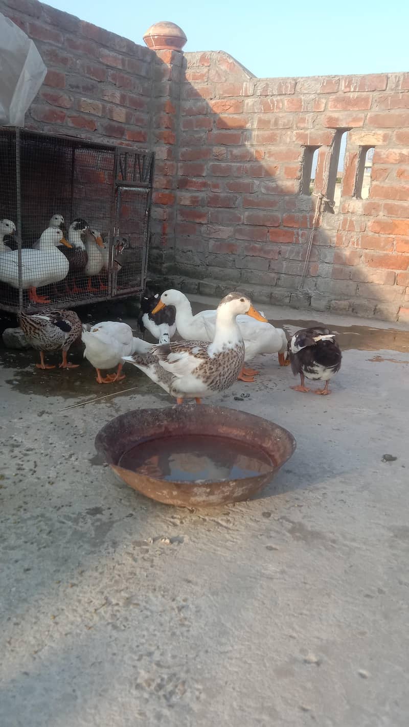Ducks 9