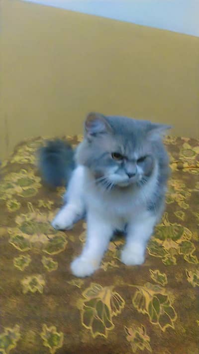 perasan