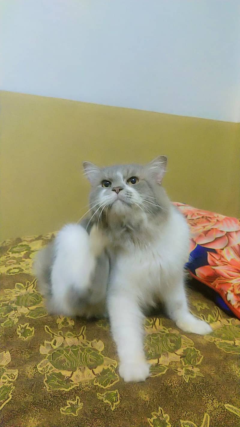 perasan 1