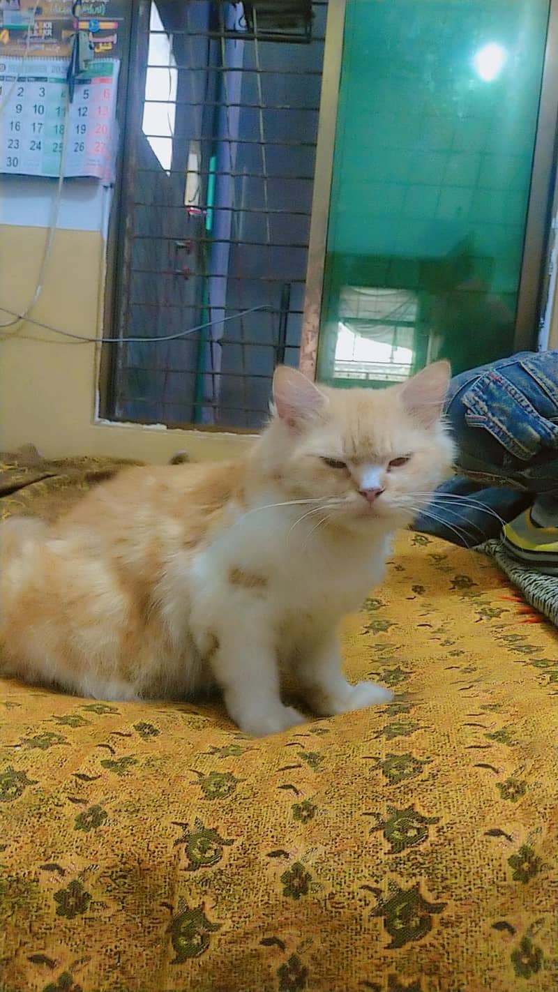 perasan 3