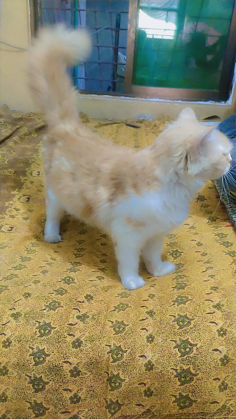 perasan 4