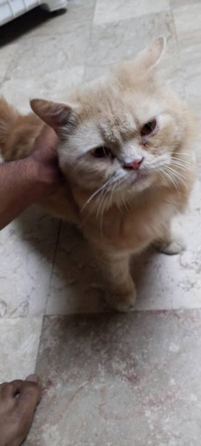 Male cat for sale urgent