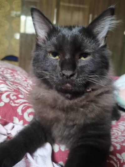 Black Persian Cat