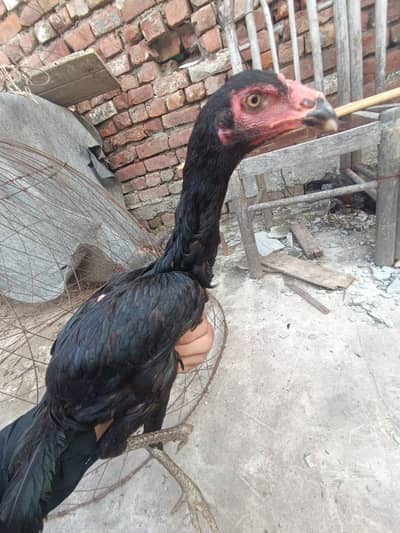 Pakoy murgi full bkack long hight