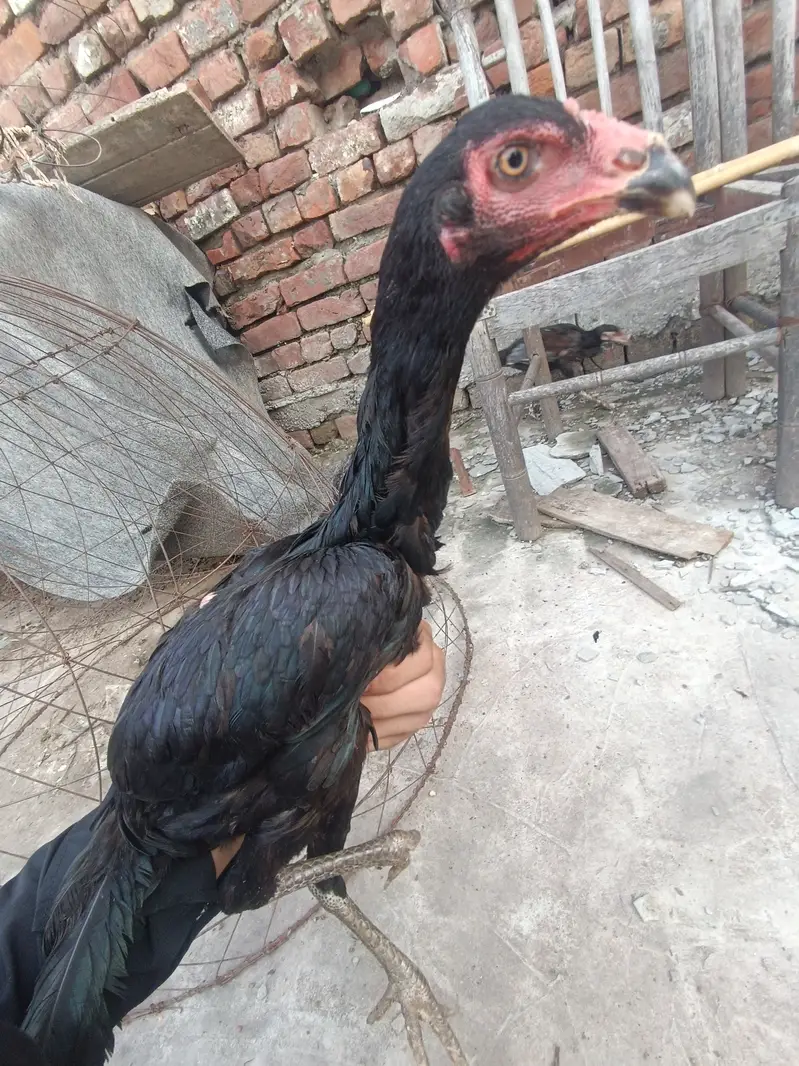 Pakoy murgi full bkack long hight — photo 2