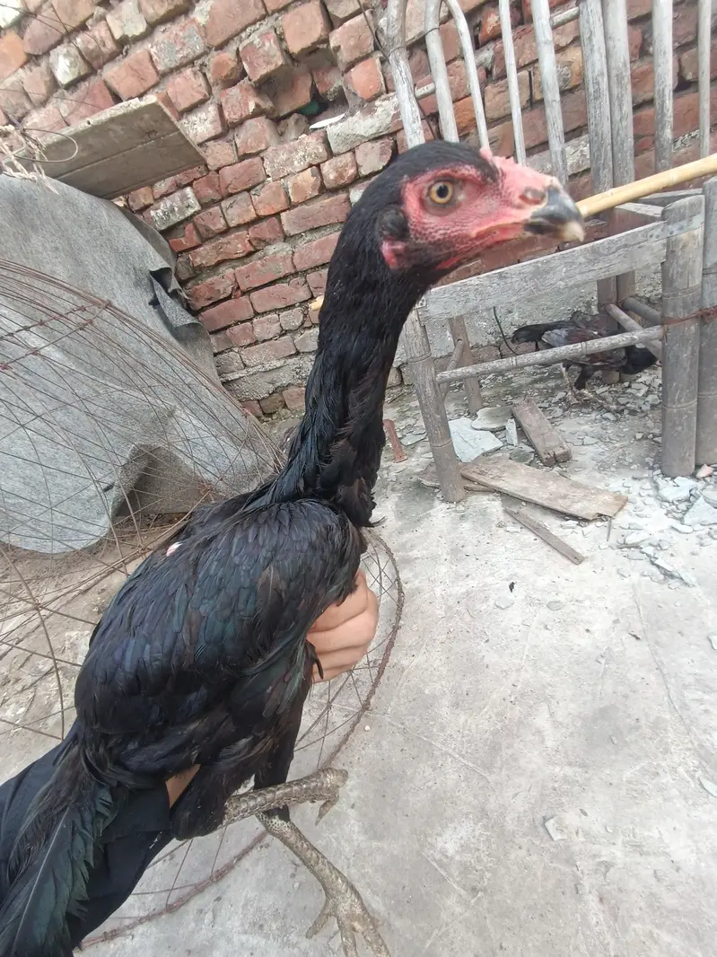 Pakoy murgi full bkack long hight — photo 3