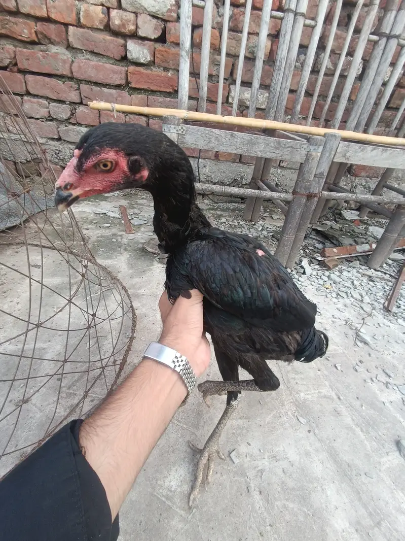 Pakoy murgi full bkack long hight — photo 4