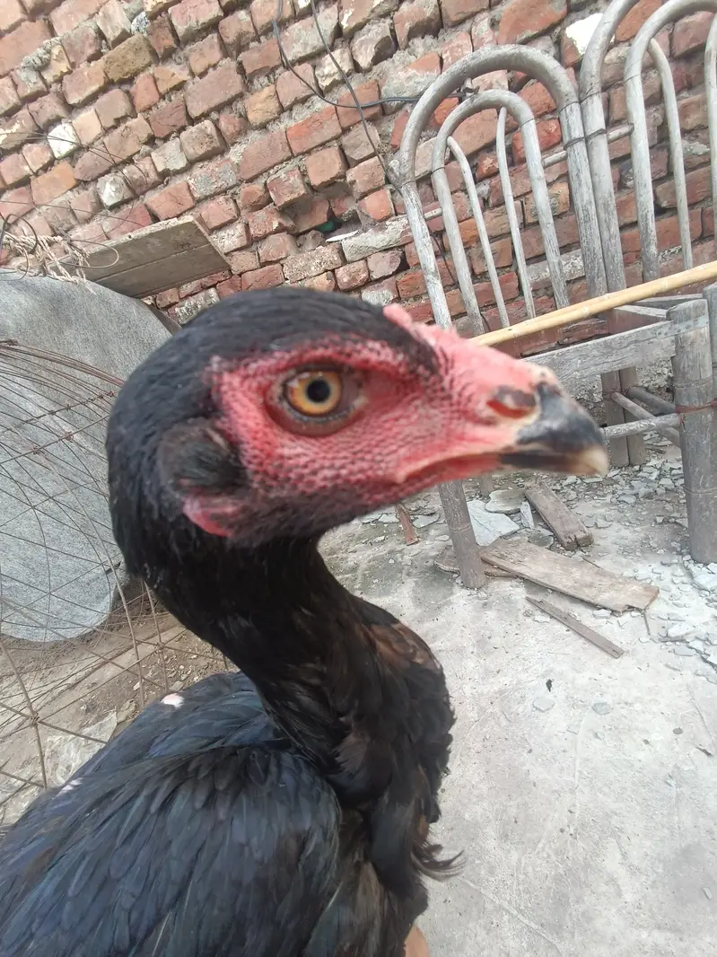 Pakoy murgi full bkack long hight — photo 7