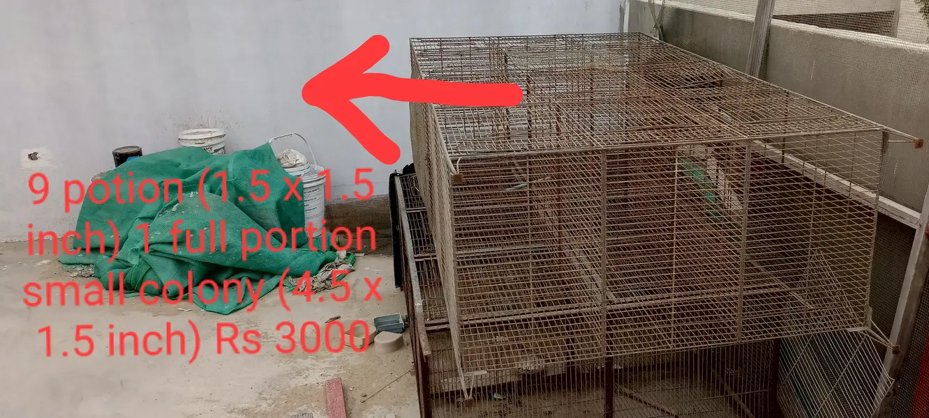 Cages for bajri, cocktail, finch, love birds, java — photo 4