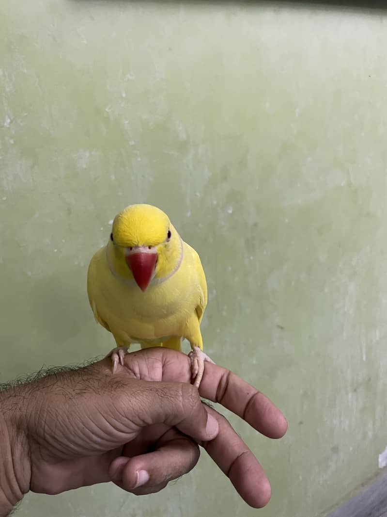 Yellow ringneck 0