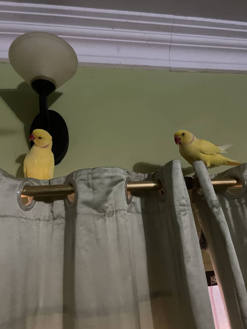 Yellow ringneck 1