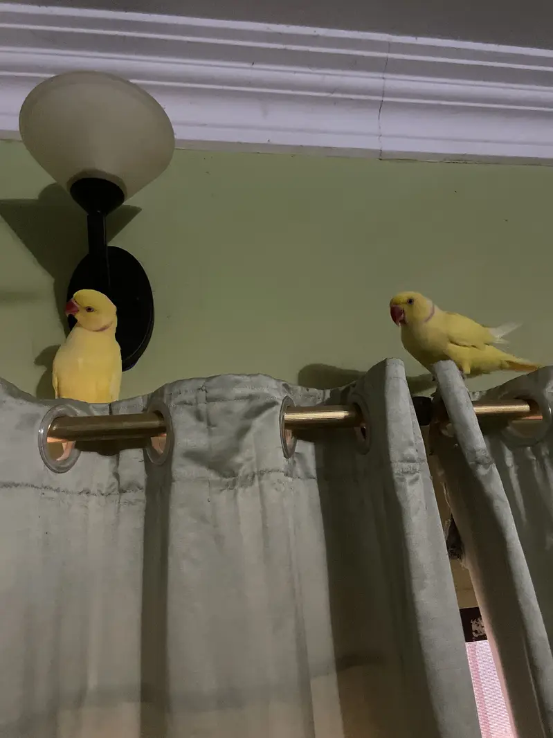 Yellow ringneck — photo 2