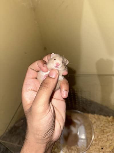 Hamstrs with 3 red eye babies age 1 month