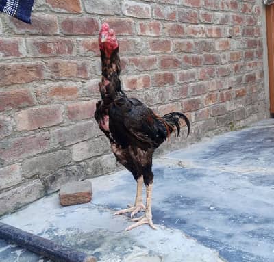 aseel panus pakoya pair