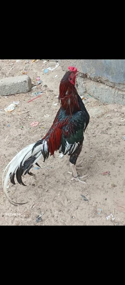aseel lasani murga  in low price