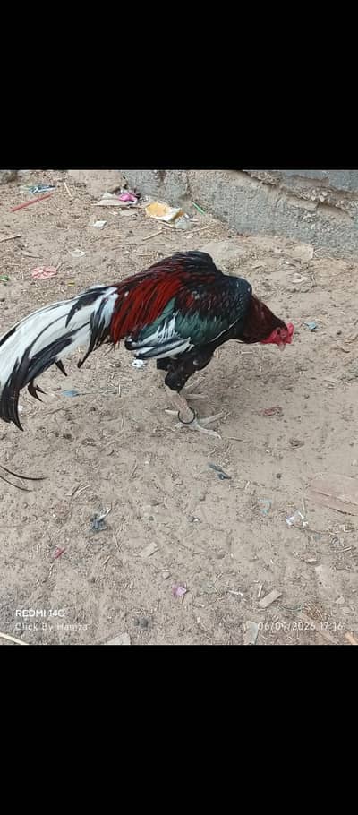 aseel lasani pathy  in low price