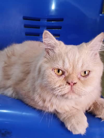 beautiful Persian cat